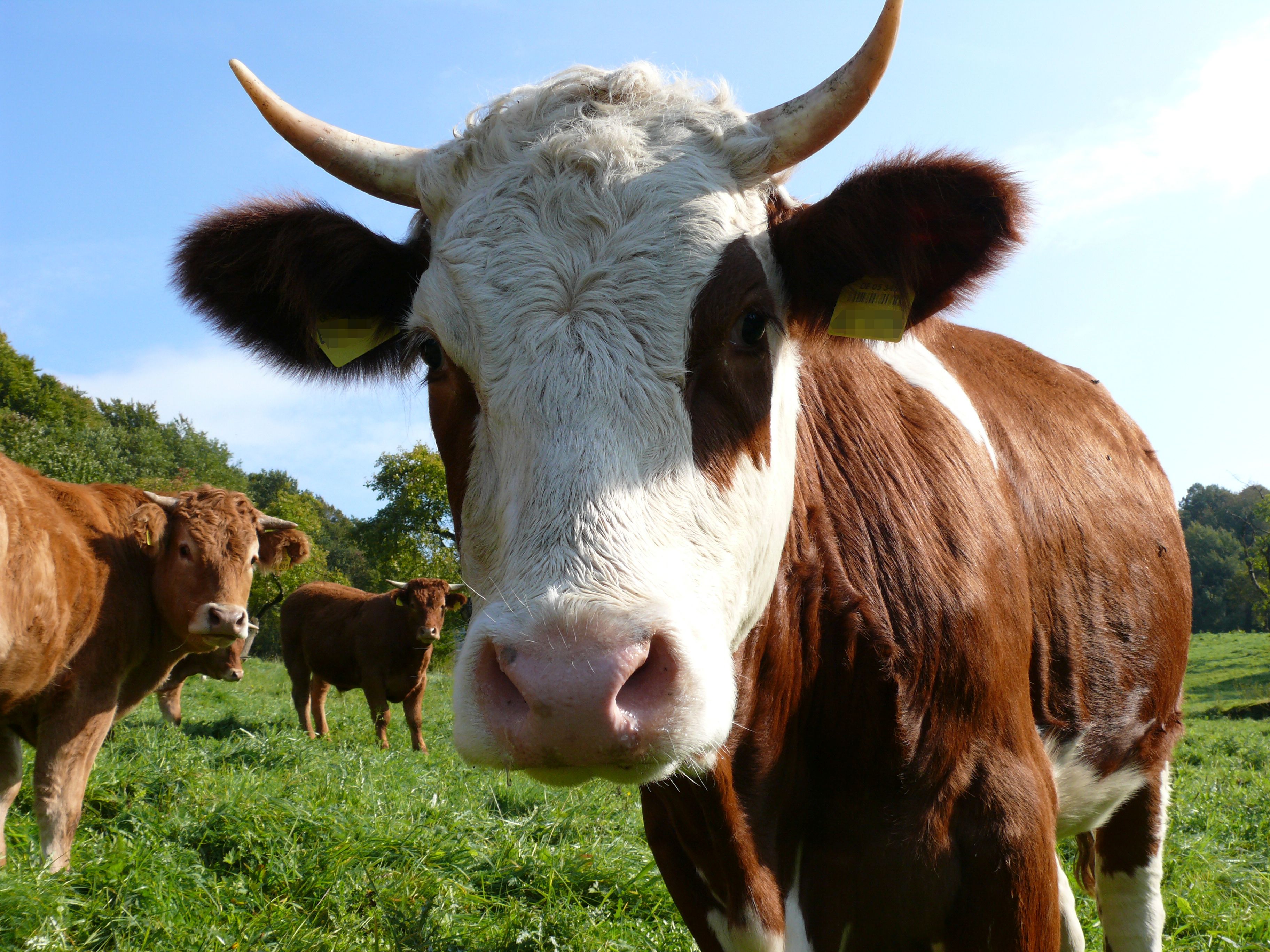 14018520469_70e4659a30_o